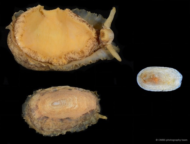 Scutus unguis