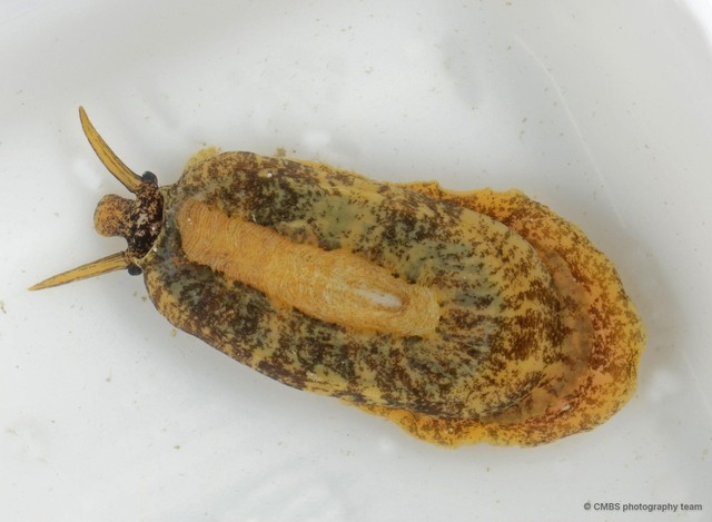 Scutus unguis
