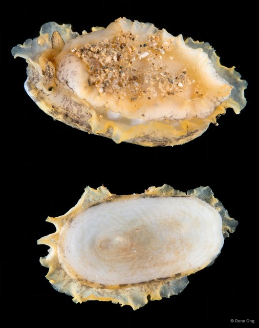 Scutus unguis