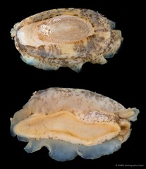 Scutus unguis • © CMBS photography team • All Rights Reserved
