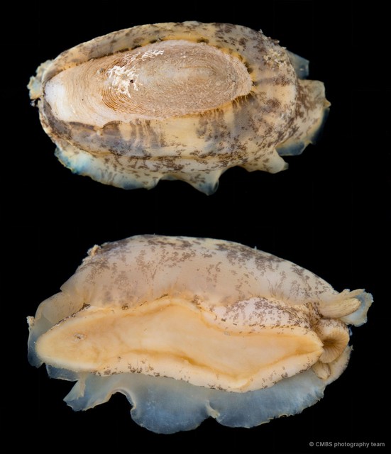 Scutus unguis