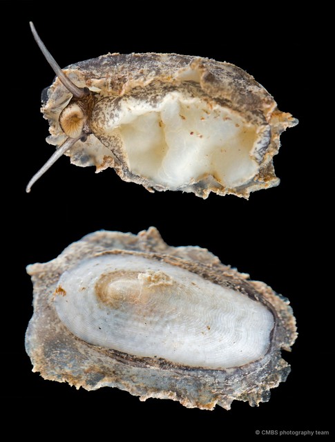 Scutus unguis