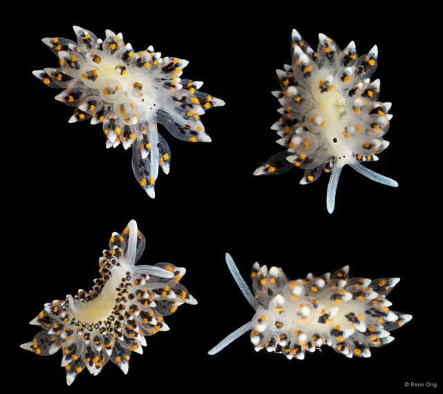 Stiliger sp. "cf. SUB-1698" • © Rene Ong • All Rights Reserved