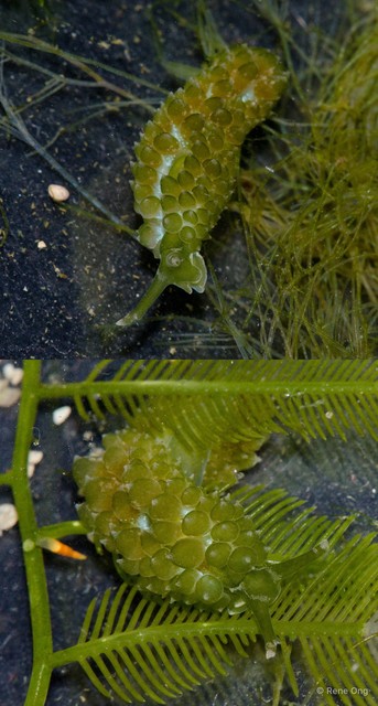 Stiliger sp. "fa162987" • © Rene Ong • All Rights Reserved