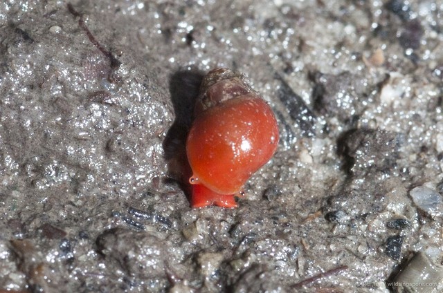 Assiminea sp. "05f9ef4f" • © Ria Tan • All Rights Reserved