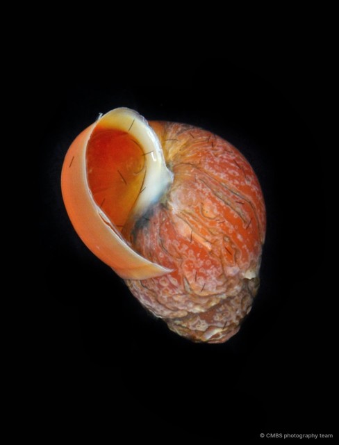 Assiminea sp. "2" • © CMBS photography team • All Rights Reserved