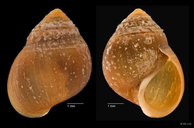 Assiminea sp. "cf. brevicula ZRCBDP0004713" • © RK Loh • All Rights Reserved