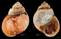 Assiminea sp. "cf. brevicula ZRCBDP0004717" • © RK Loh • All Rights Reserved