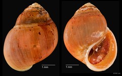 Assiminea sp. "cf. brevicula ZRCBDP0004717" • © RK Loh • All Rights Reserved