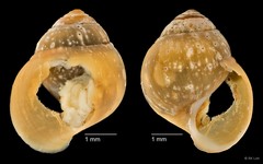 Assiminea sp. "cf. brevicula ZRCBDP0004717" • © RK Loh • All Rights Reserved