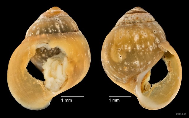 Assiminea sp. "cf. brevicula ZRCBDP0004717"