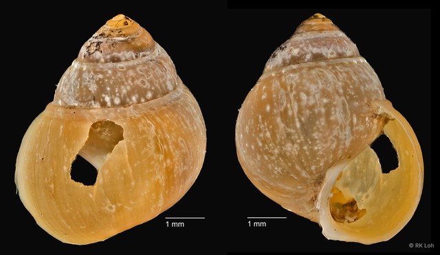 Assiminea sp. "cf. brevicula ZRCBDP0004718" • © RK Loh • All Rights Reserved