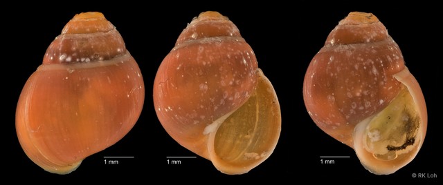 Assiminea sp. "cf. brevicula ZRCBDP0004730" • © RK Loh • All Rights Reserved