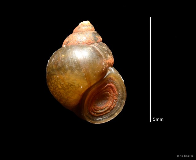 Bithynia sp. "8f0a94a0" • © Ng Ting Hui • All Rights Reserved