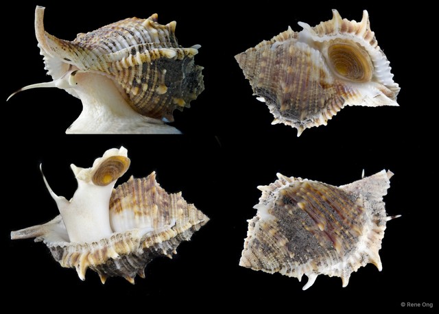 Bufonaria rana
