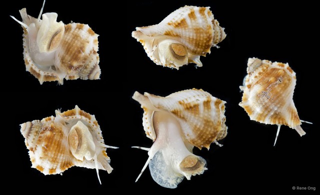 Bufonaria rana