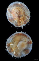 Desmaulus extinctorium • © Rene Ong • All Rights Reserved