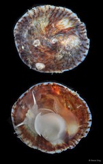 Desmaulus extinctorium • © Rene Ong • All Rights Reserved