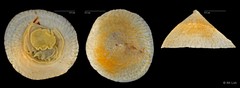 Desmaulus extinctorium • © RK Loh • All Rights Reserved