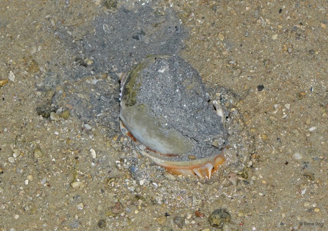 Phalium glaucum