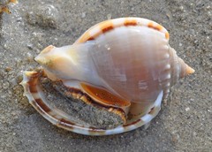 Phalium glaucum • © Rene Ong • All Rights Reserved