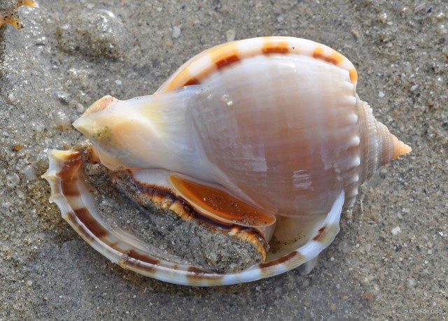 Phalium glaucum