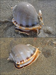Phalium glaucum • © Rene Ong • All Rights Reserved