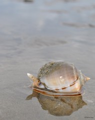 Phalium glaucum • © Rene Ong • All Rights Reserved