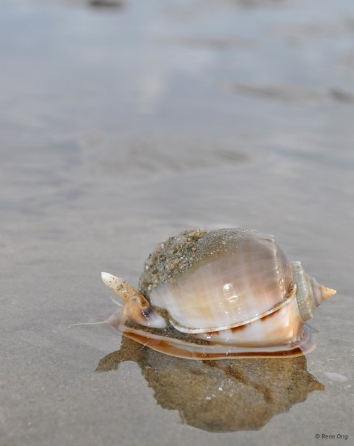 Phalium glaucum
