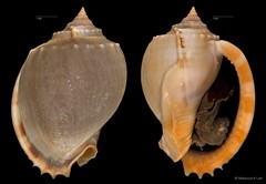 Phalium glaucum