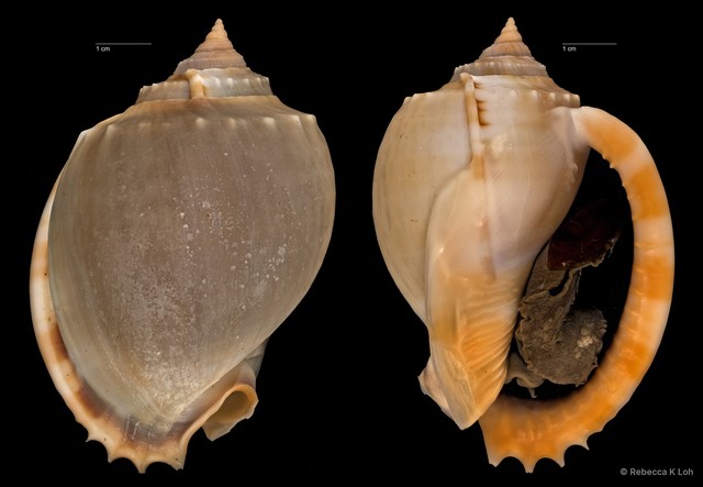 Phalium glaucum • © Rebecca K Loh • All Rights Reserved