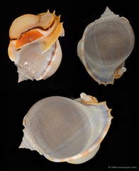 Phalium glaucum • © CMBS photography team • All Rights Reserved