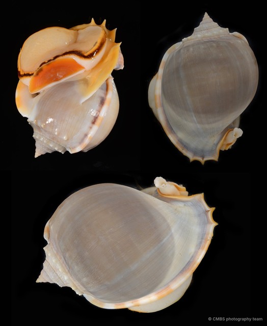 Phalium glaucum