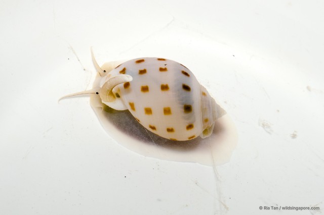 Semicassis bisulcata • © Ria Tan • All Rights Reserved