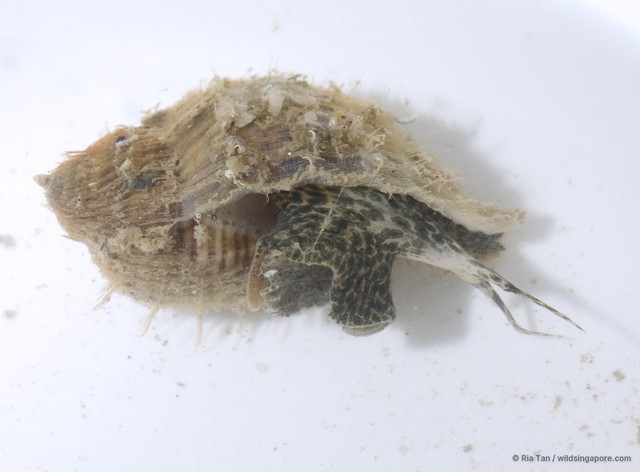 Linatella caudata • © Ria Tan • All Rights Reserved