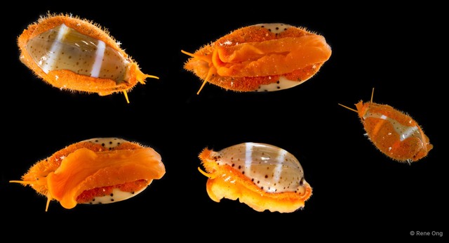 Cypraeidae sp. "Cowrie 3" • © Rene Ong • All Rights Reserved