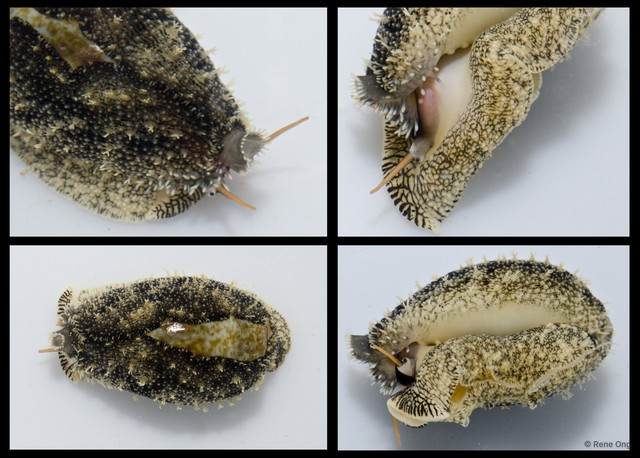 Cypraeidae sp. "Cowrie 4" • © Rene Ong • All Rights Reserved