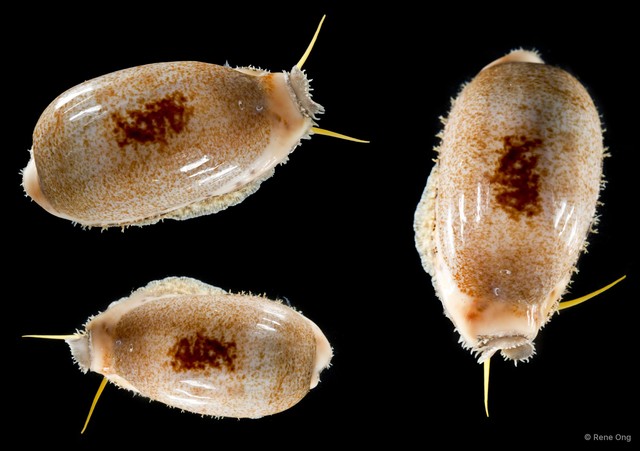 Cypraeidae sp. "Cowrie 5" • © Rene Ong • All Rights Reserved