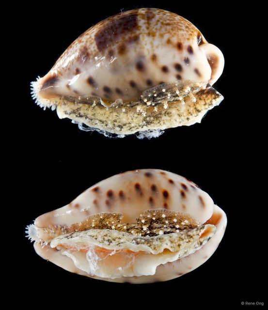 Cypraeidae sp. "Cowrie 6" • © Rene Ong • All Rights Reserved