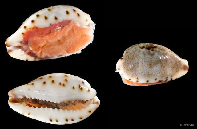 Cypraeidae sp. "Cowrie 7" • © Rene Ong • All Rights Reserved