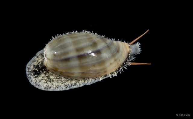 Cypraeidae sp. "INT-0521" • © Rene Ong • All Rights Reserved