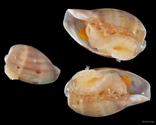 Cypraeidae sp. "SEA-2253" • © Rene Ong • All Rights Reserved