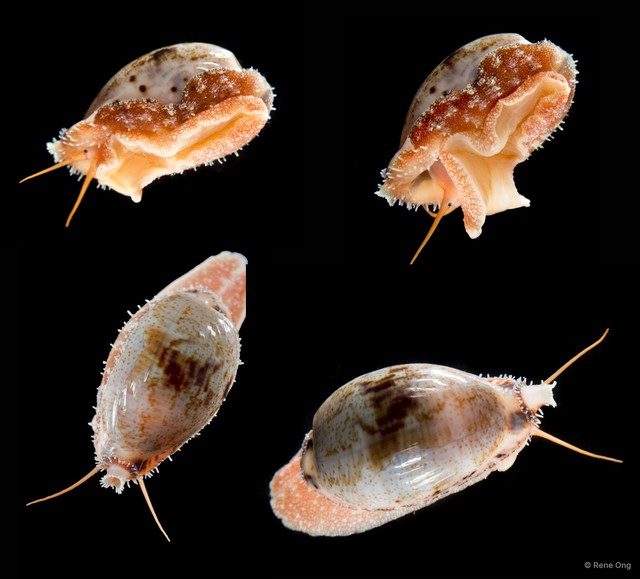 Bistolida sp. "d4975b94" • © Rene Ong • All Rights Reserved