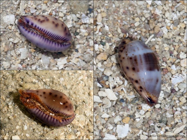 Contradusta walkeri