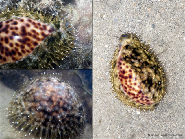 Cypraea tigris • © Ria Tan • All Rights Reserved