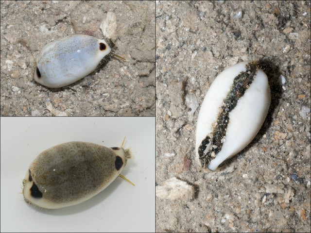 Eclogavena quadrimaculata