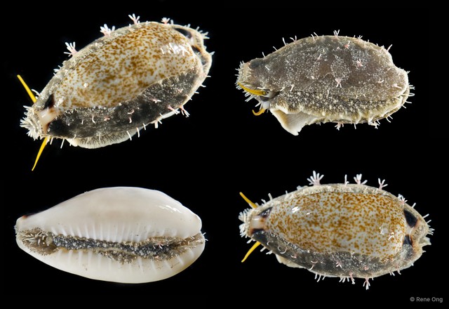 Eclogavena quadrimaculata • © Rene Ong • All Rights Reserved