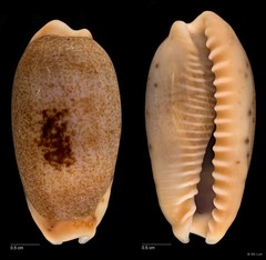 Erronea caurica (Linnaeus, 1758)