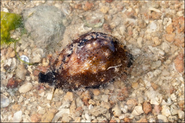 Erronea onyx