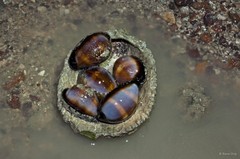 Erronea onyx • © Rene Ong • All Rights Reserved